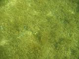 Coll USA 006